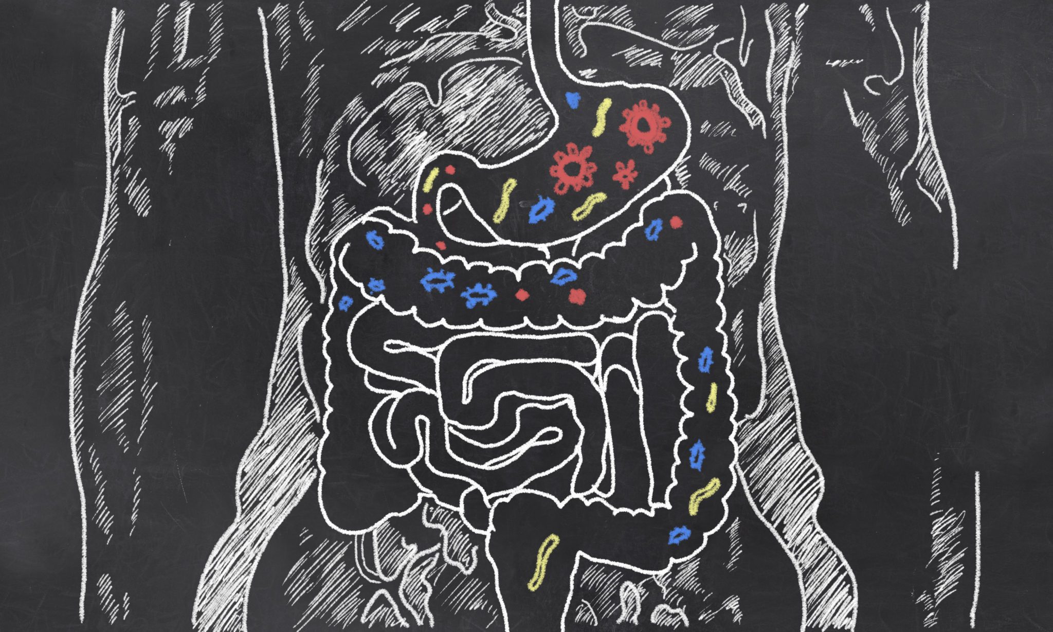 Can gut bacteria boost physical performance?