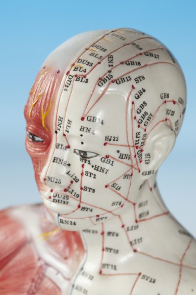 Close,Up,Of,Medical,Dummy